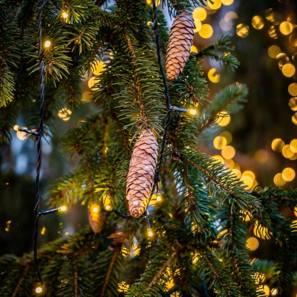 pexels-catalin-todosia-876894548-29492217